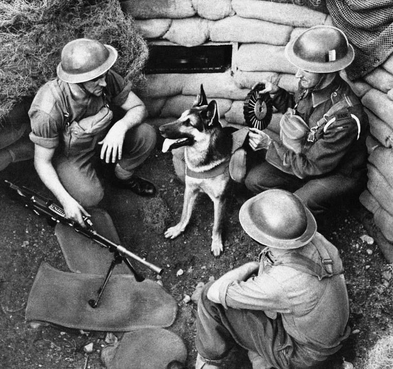 Imagen: Perro mensajero en las trincheras. Ap Images